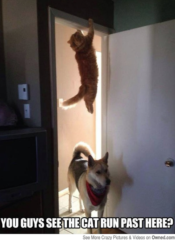 You guys see the cat run past here?